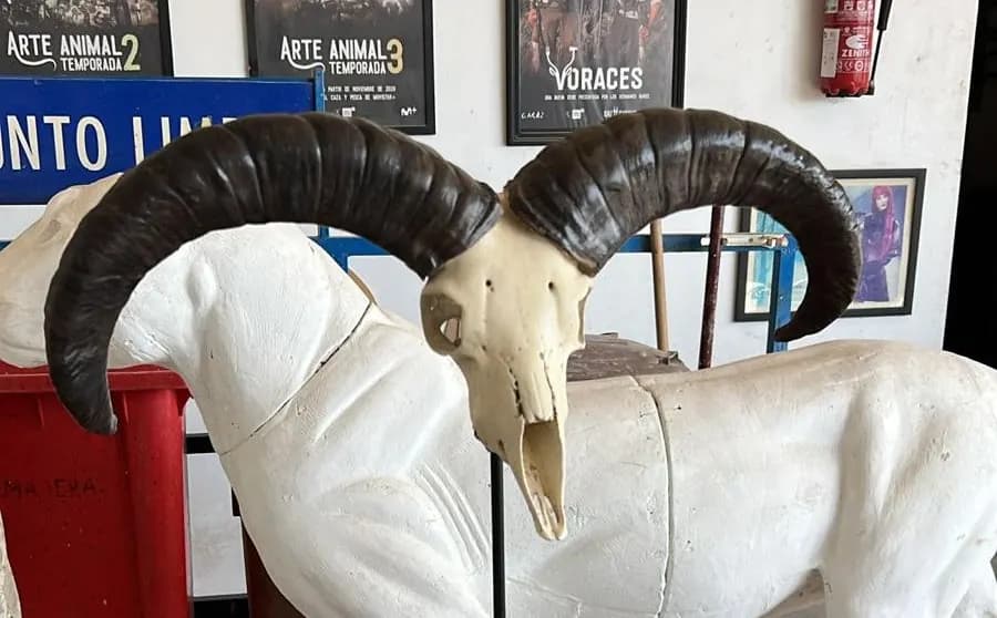 Life-size replica of a Blue Sheep trophy