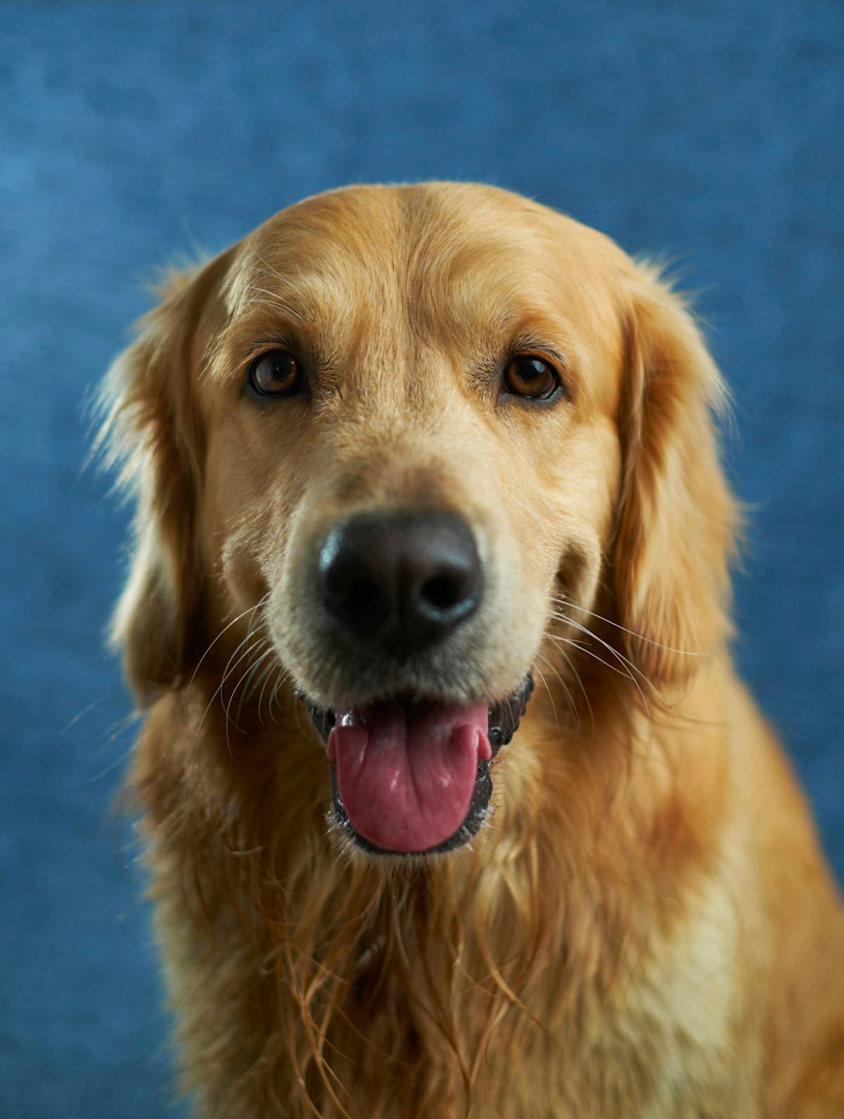 Mascota personalizada