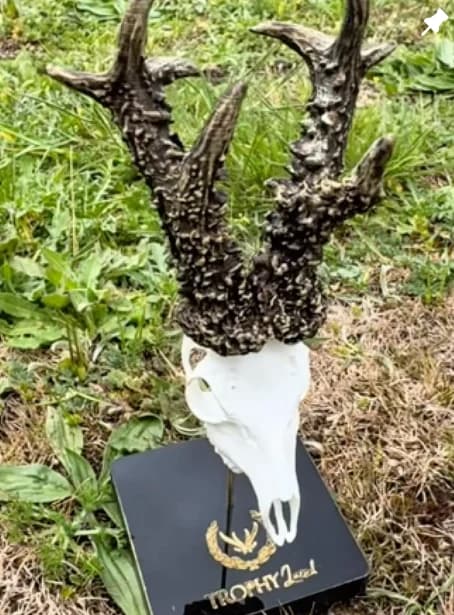 Instagram post: antler replica on a skull out in the field